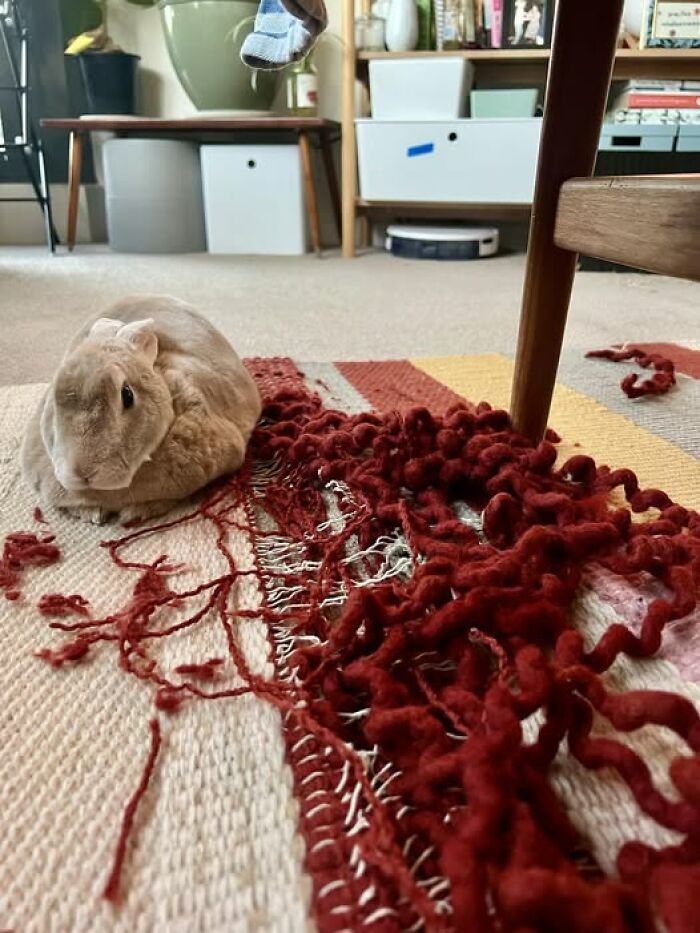 Light brown rabbit sitting next to a rug it has chewed and unraveled, showcasing deceptive fluffballs behavior indoors.