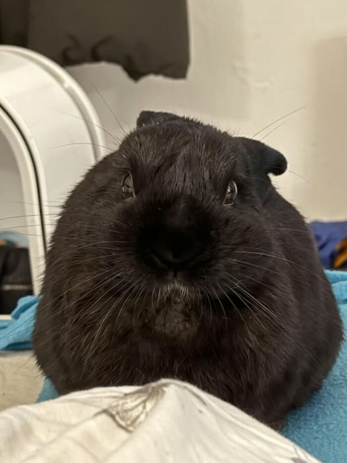 Close-up of a black rabbit with shiny fur and curious eyes, showcasing the deceptive fluffballs humor of rabbit owners.