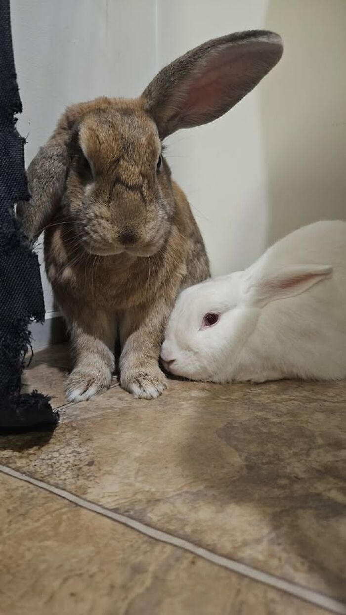 Two rabbits, one brown and one white, sitting close together on a tiled floor, showcasing deceptive fluffballs behavior.