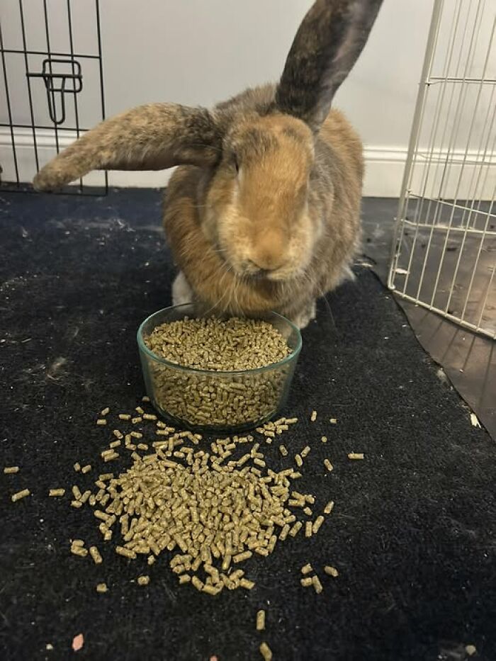 Brown rabbit with one ear flopped over sitting behind spilled pellets, showcasing deceptive fluffballs behavior by rabbit owners.