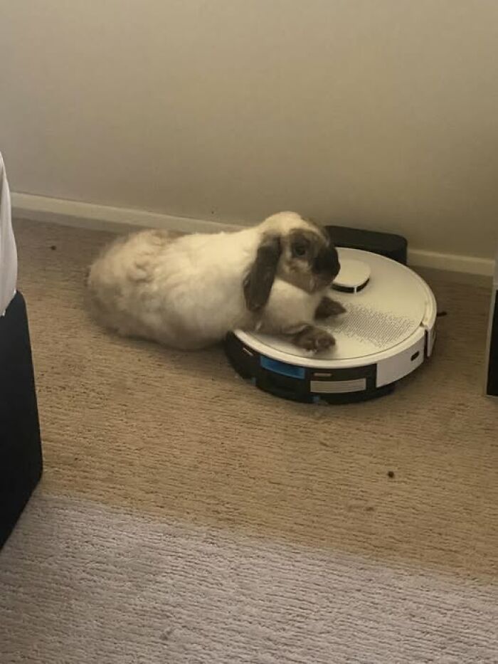 Fluffy rabbit lying on a robotic vacuum cleaner on carpet, showcasing funny moments by rabbit owners.
