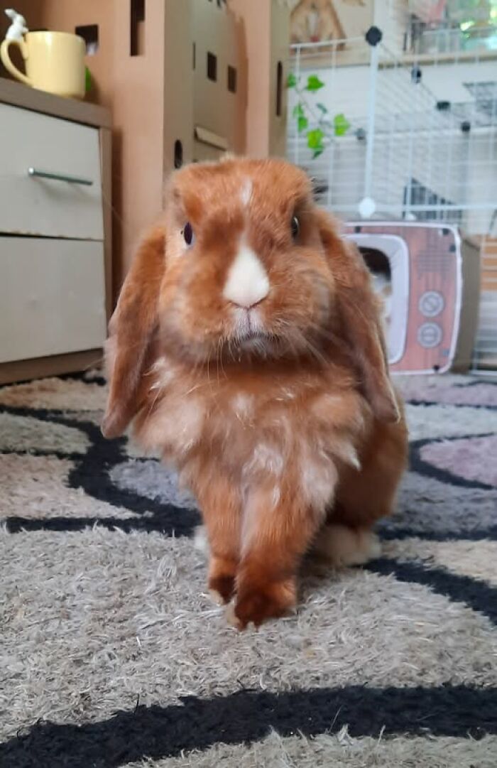 Brown fluffy rabbit with white nose sitting on patterned carpet indoors, showcasing deceptive fluffballs of rabbit owners.