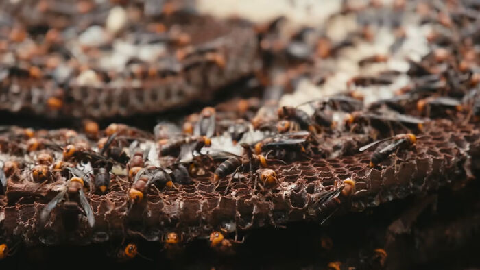 Close-up of a damaged wasp nest with many insects crawling, symbolizing a tragic incident involving a father and son.