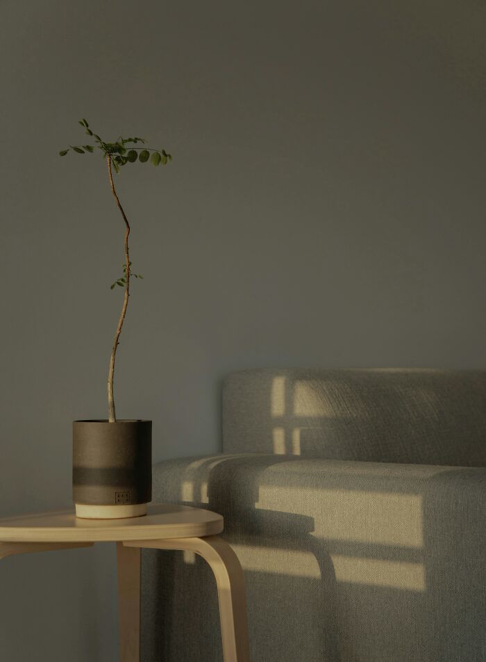 Minimalist potted plant on wooden table beside gray couch, illustrating weird decor in a home setting.