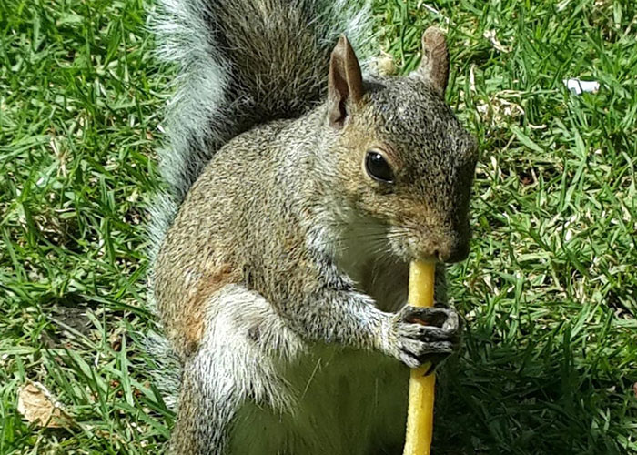 Squirrel holding a stick and eating while sitting on green grass in a chaotic outdoor scene.