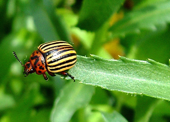 Close-up of a striped beetle on a green leaf in a chaotic natural scene captured with vibrant colors.