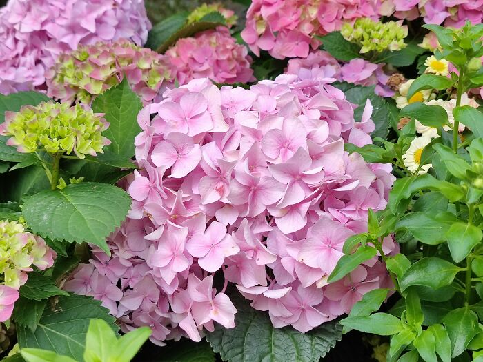 Close-up of pink hydrangea flowers surrounded by green leaves, illustrating vibrant nature in colorful garden settings.