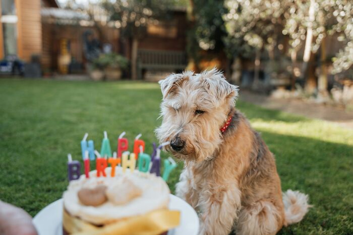 Small dog wearing a red collar looking at a birthday cake with colorful candles outdoors, showing dog mom things.