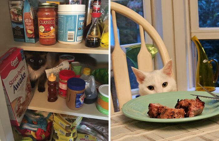 Hey Pandas, Post The Funniest Picture Of Your Cats (Closed)