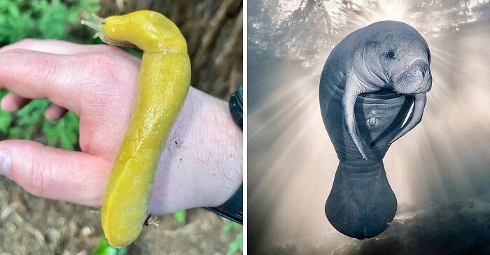 Meet The Slowest Animal In The World And Its Sluggish Friends