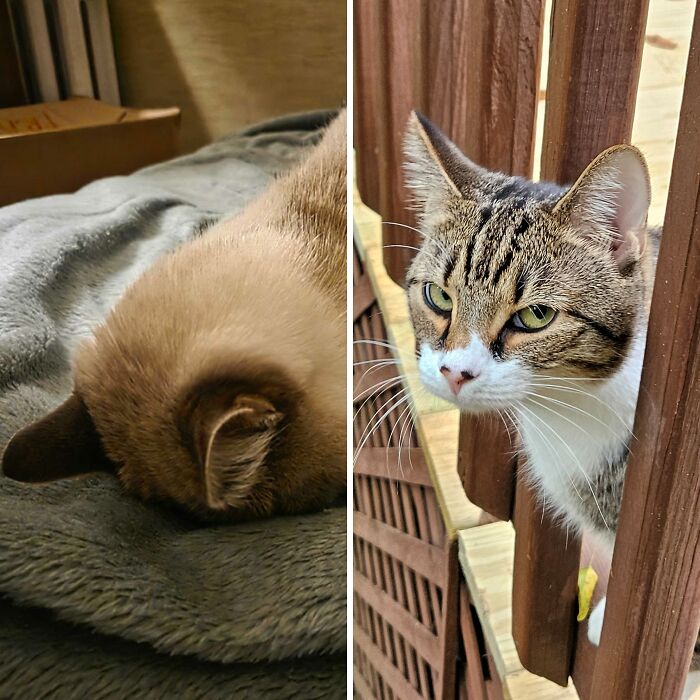 Hey Pandas, Show Us Photos Of Pets Who Look Completely Done With 2025