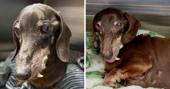 Staff Stunned At Microchip Info On 16-Year-Old Dog Left At Shelter