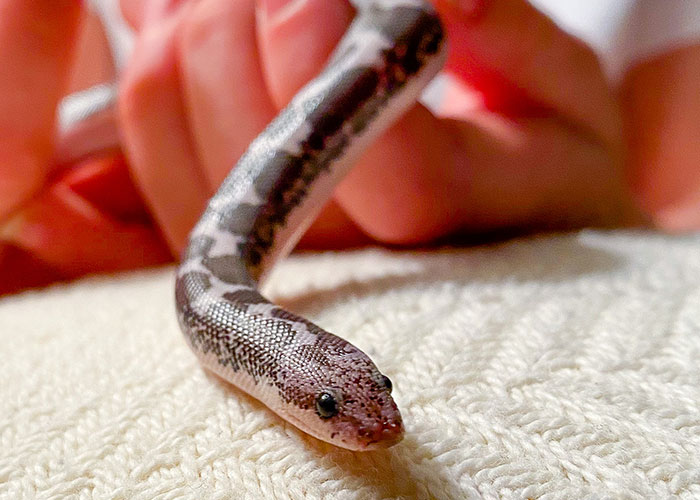 Close-up of a small snake on a white textured surface, illustrating one of the weirdest and craziest ER stories.