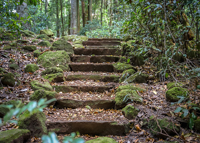 Stone steps covered with leaves and moss ascending through a dense forest path in a narrow, secluded area.