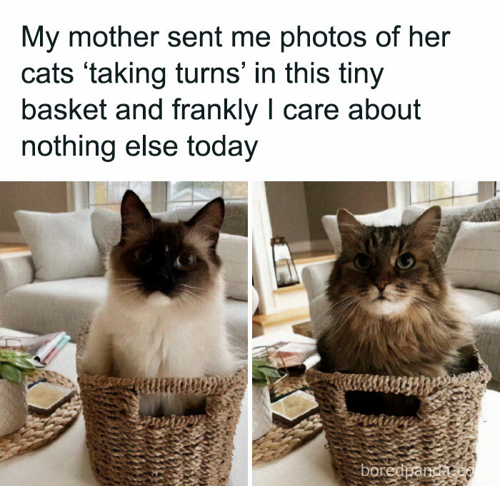 Two cats taking turns sitting in a tiny basket, perfect for fans looking at cat memes all day.