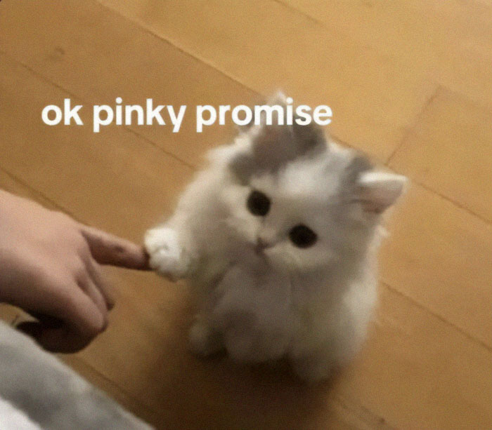 Fluffy white kitten giving a pinky promise to a human finger, a cute moment in cat memes.