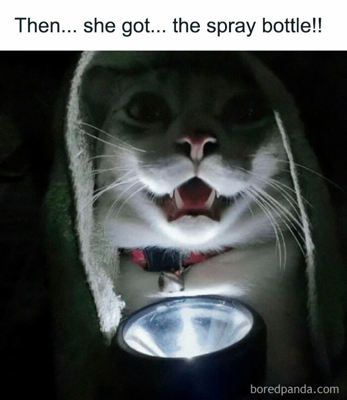 Cat meme showing a cat under a blanket with a flashlight, reacting to the spray bottle in a funny and dramatic way.