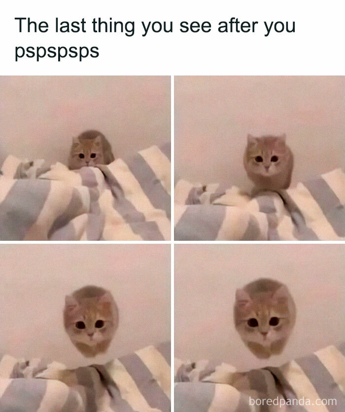 Cute cat meme showing a cat pouncing on a bed, perfect for fans looking at cat memes and funny cat pics.