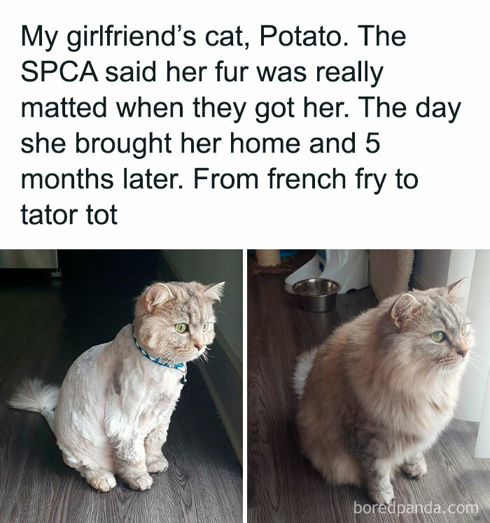 Before and after photos of a cat's fur transformation featured in popular cat memes collection.