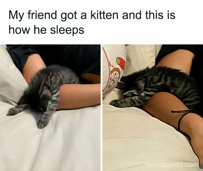 Kitten sleeping curled up on a person’s arm, showcasing cute and cozy moments from cat memes collection.