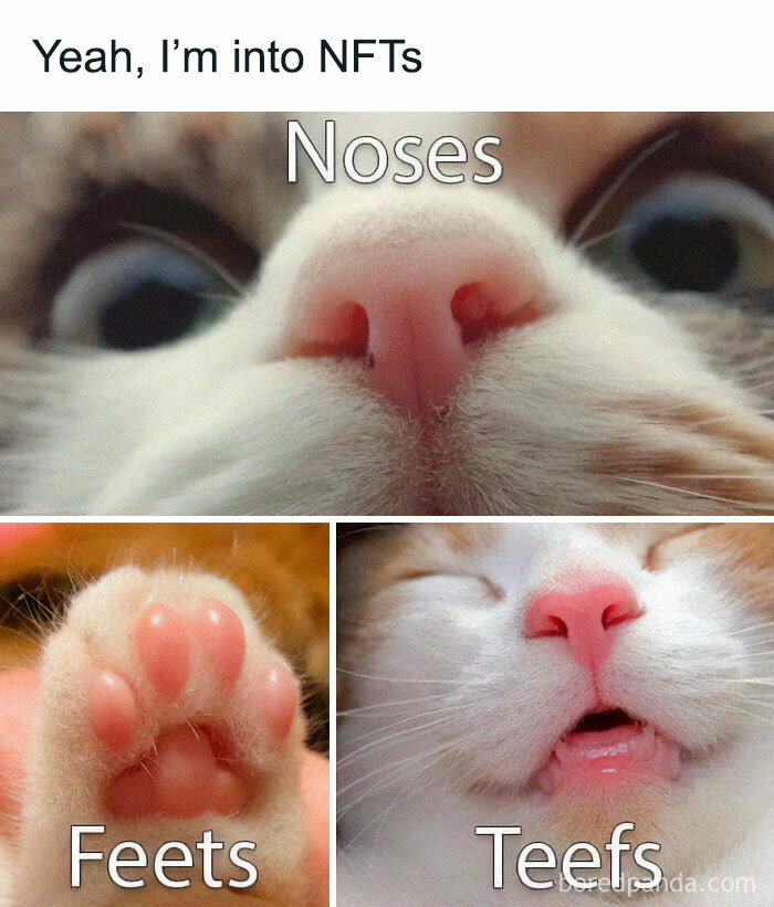 Close-up photos of a cat’s pink nose, paw pads, and teeth, perfect for cat memes lovers.