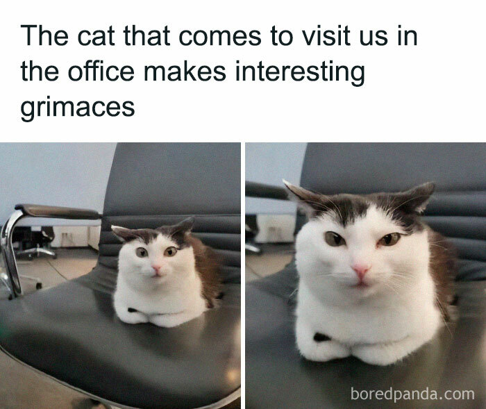 Cat making interesting grimaces while sitting on an office chair, perfect for lovers of cat memes and funny cat pictures