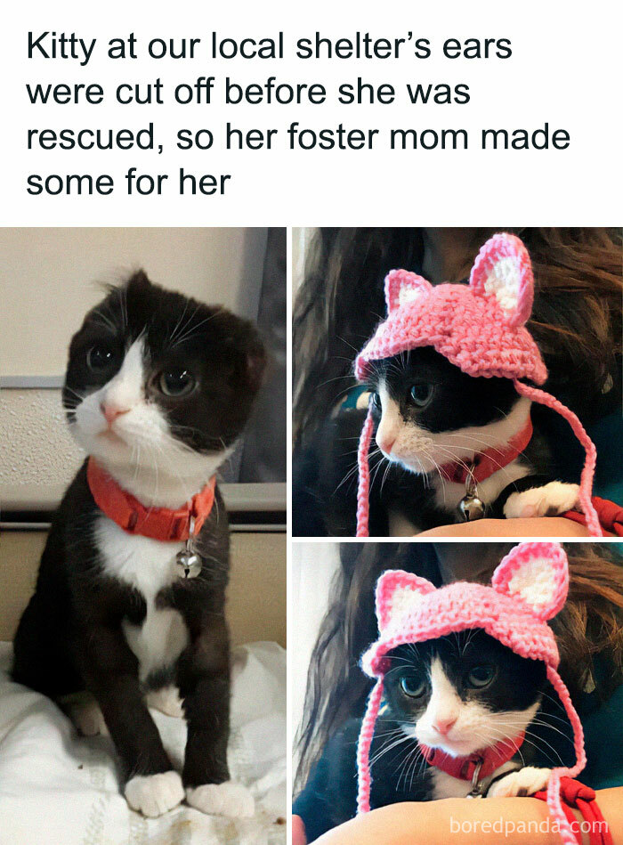 Black and white cat wearing a crocheted hat with ears, featured in popular cat memes and cute cat pictures.