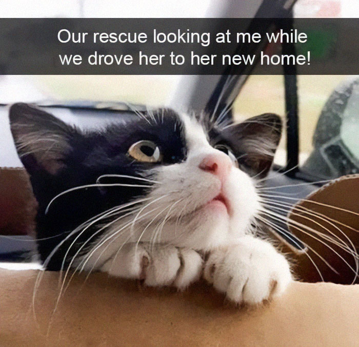 Black and white rescue cat looking up with paws resting on a surface, captured during a car ride to her new home.