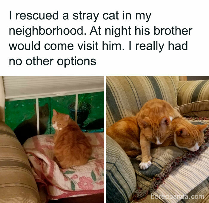 Two orange cats on a couch showcasing a heartwarming moment, perfect for fans of looking at cat memes.