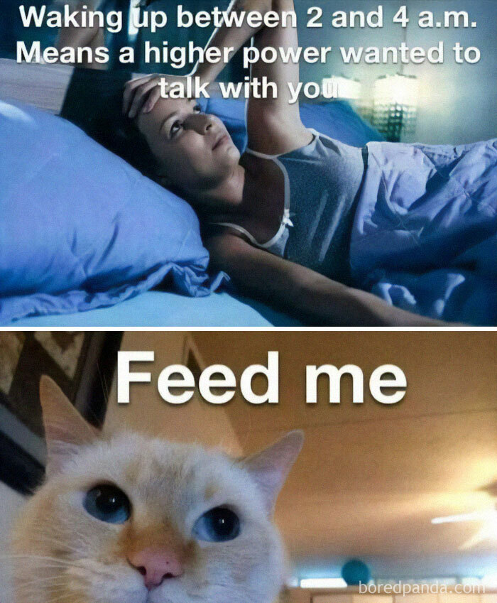 Nighttime photo of a woman awake in bed and a close-up of a cat demanding food, cat memes humor.