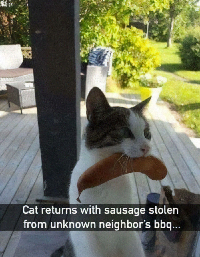Cat meme showing a cat holding a stolen sausage outside on a porch, perfect for cat memes lovers.