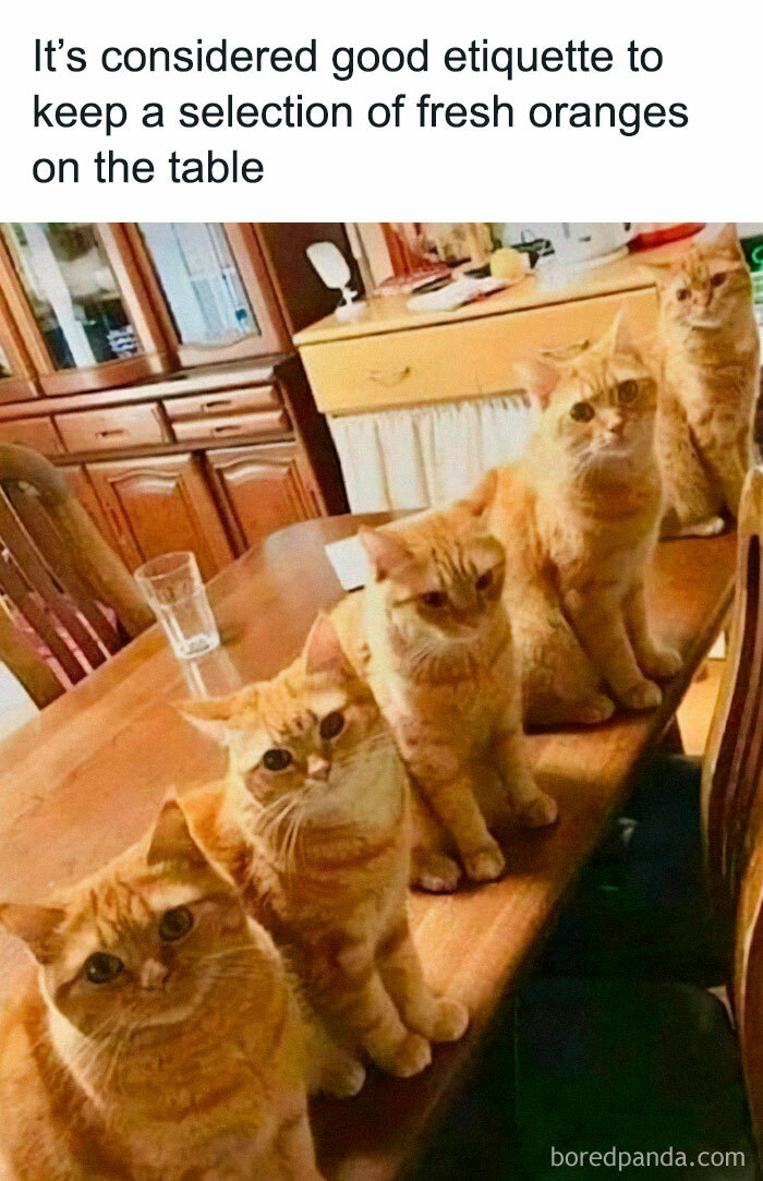 Five orange cats sitting on a wooden table with text about keeping fresh oranges on the table in a home setting.
