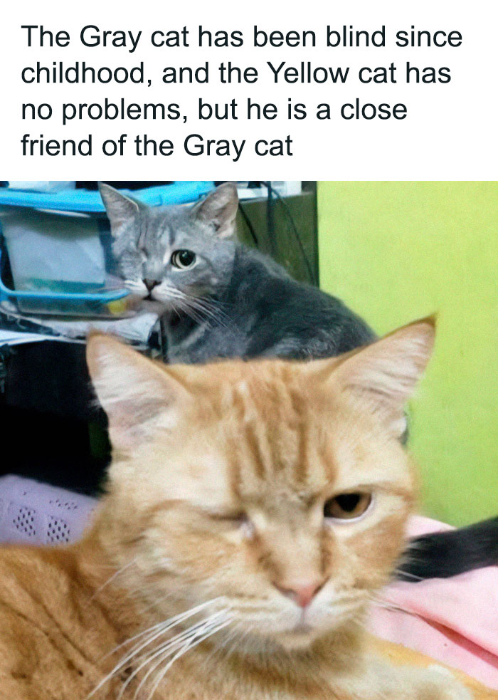 Two one-eyed cats, gray and yellow, showing close friendship in a heartwarming cat memes photo.