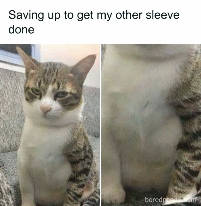 Tabby cat with a serious expression sitting, caption related to saving up, part of popular cat memes collection.