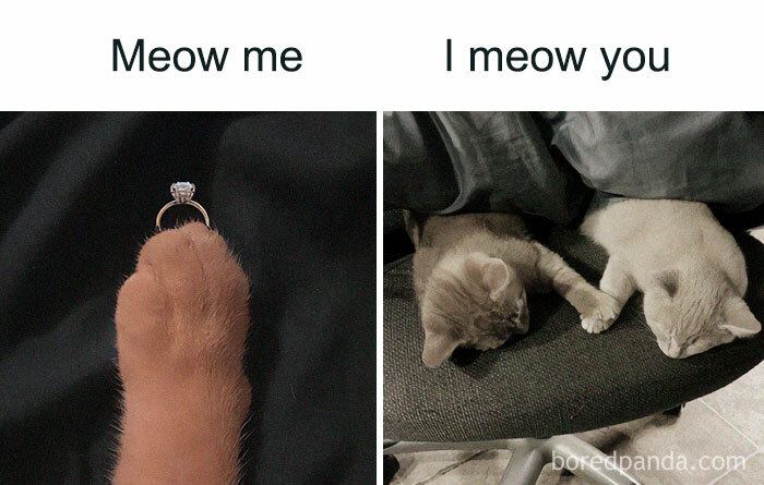 Cat memes showing a cat paw with a ring and two cats holding paws under a blanket in a cozy setting.