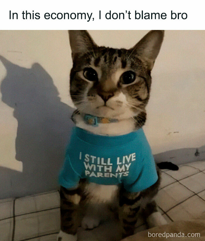 Tabby cat wearing a blue shirt with a humorous message, perfect for fans of cat memes and funny cat pictures.