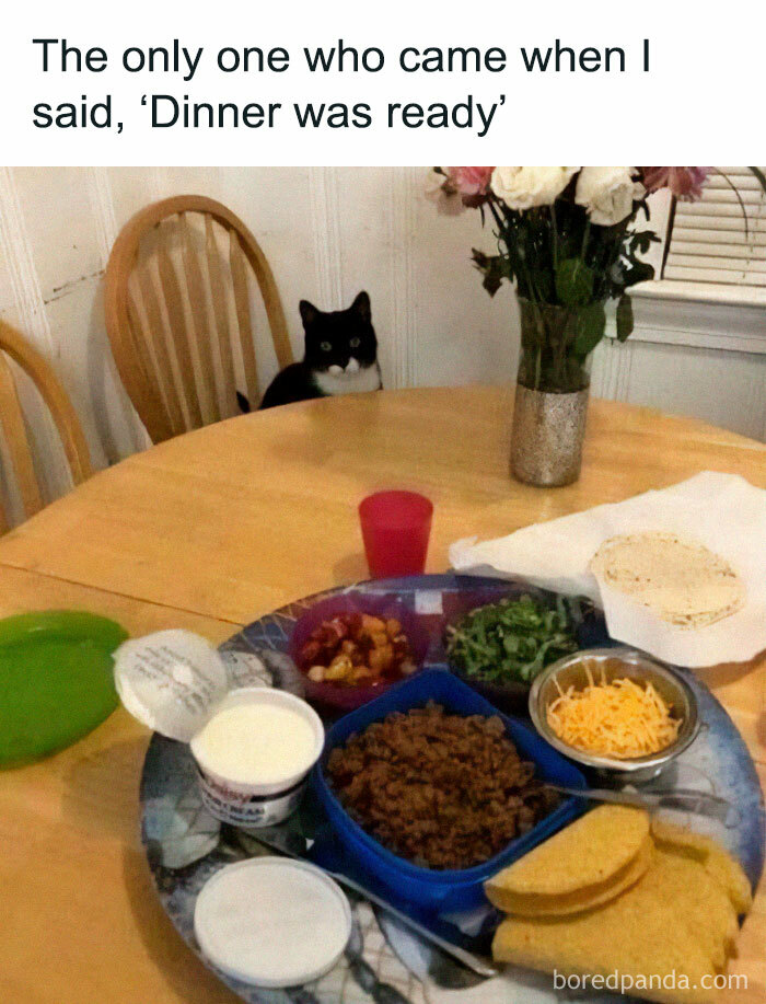 Tuxedo cat sitting at dining table with taco ingredients, perfect for fans who love looking at cat memes.