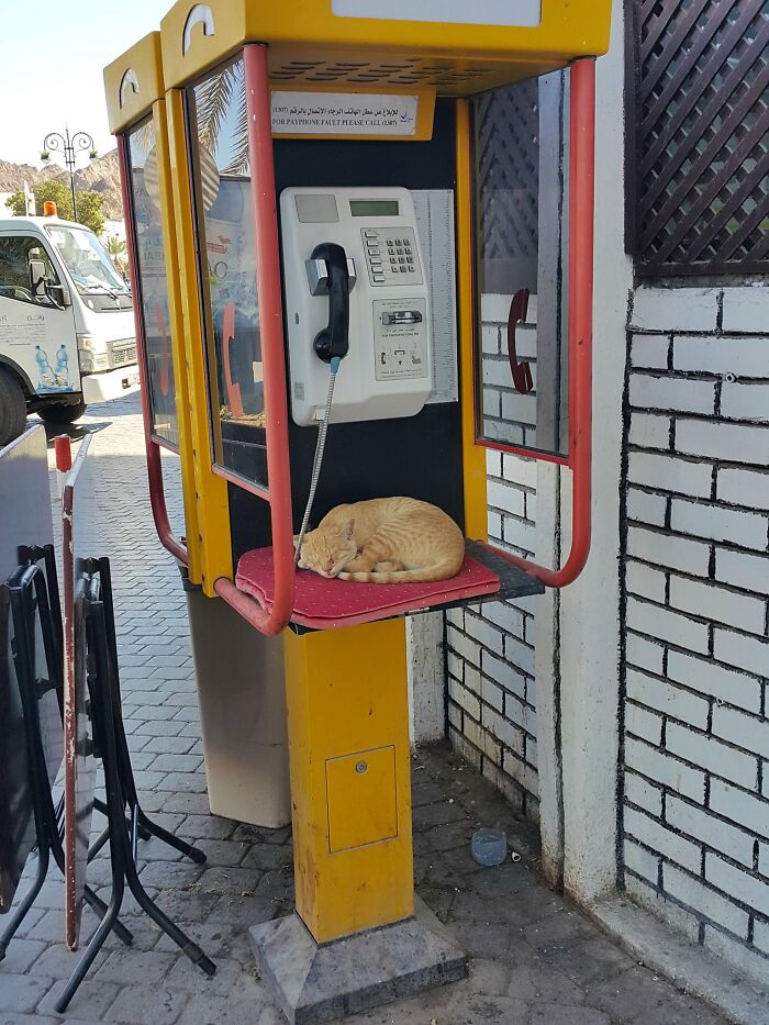 Orange cat sleeping inside a yellow phone booth, showcasing cute cats living their best lives in random shops.