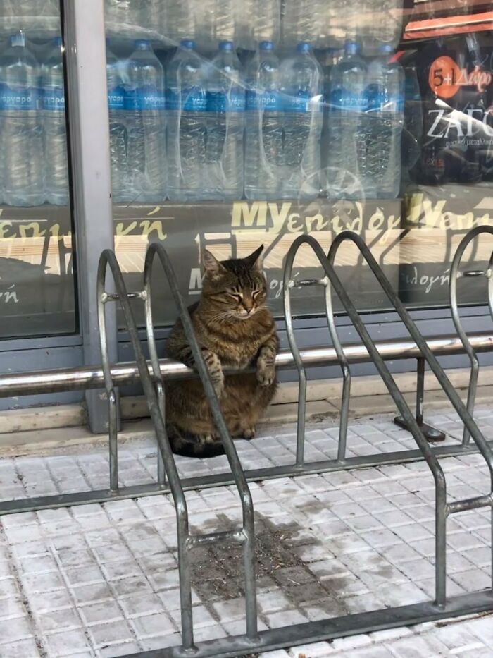Tabby cat sitting relaxed in a bike rack outside a shop, one of the cute cats living their best lives in random shops.