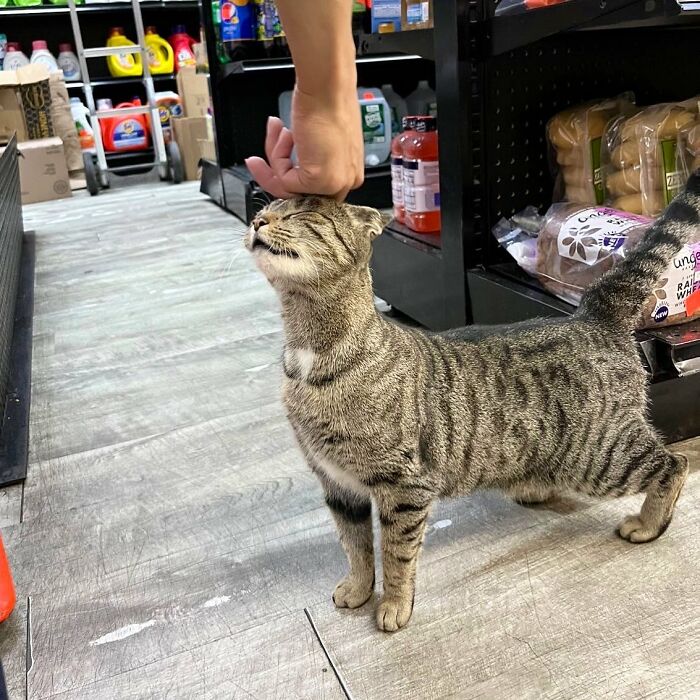 Tabby cat enjoying a gentle head scratch inside a shop aisle filled with various grocery items on shelves.