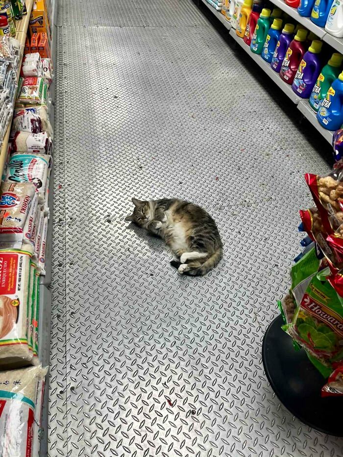 Tabby cat lying on the floor of a shop aisle among various household products, showcasing cute cats in random shops.