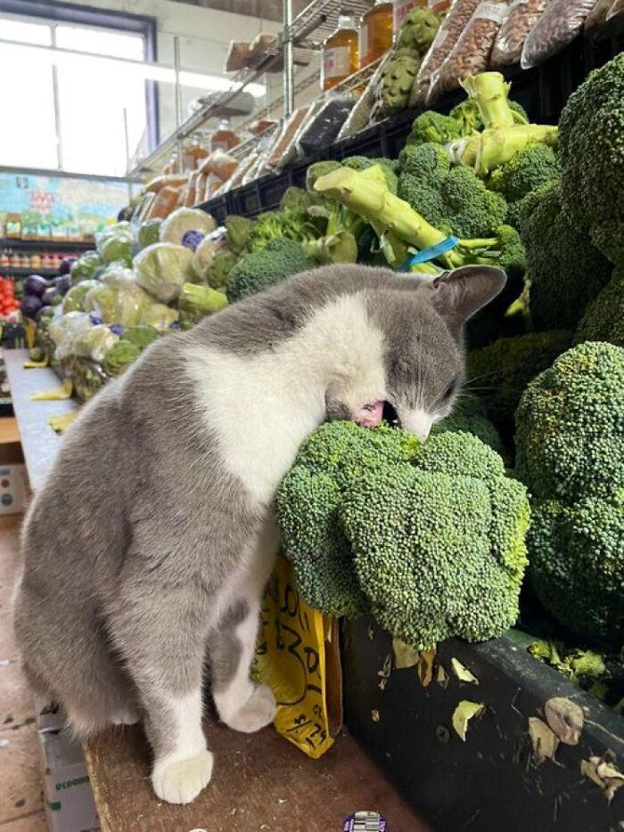 Gray and white cat sniffing broccoli in a grocery store, one of the cute cats spotted living their best lives in shops.