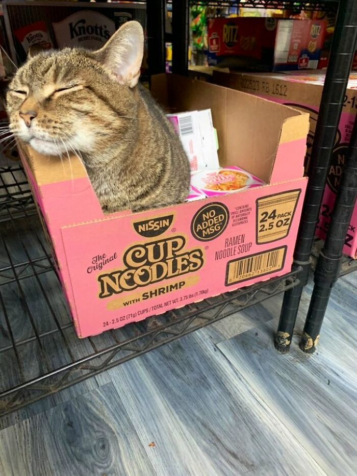 Tabby cat resting inside a ramen noodle soup box on a store shelf, showcasing cute cats living their best lives in shops.