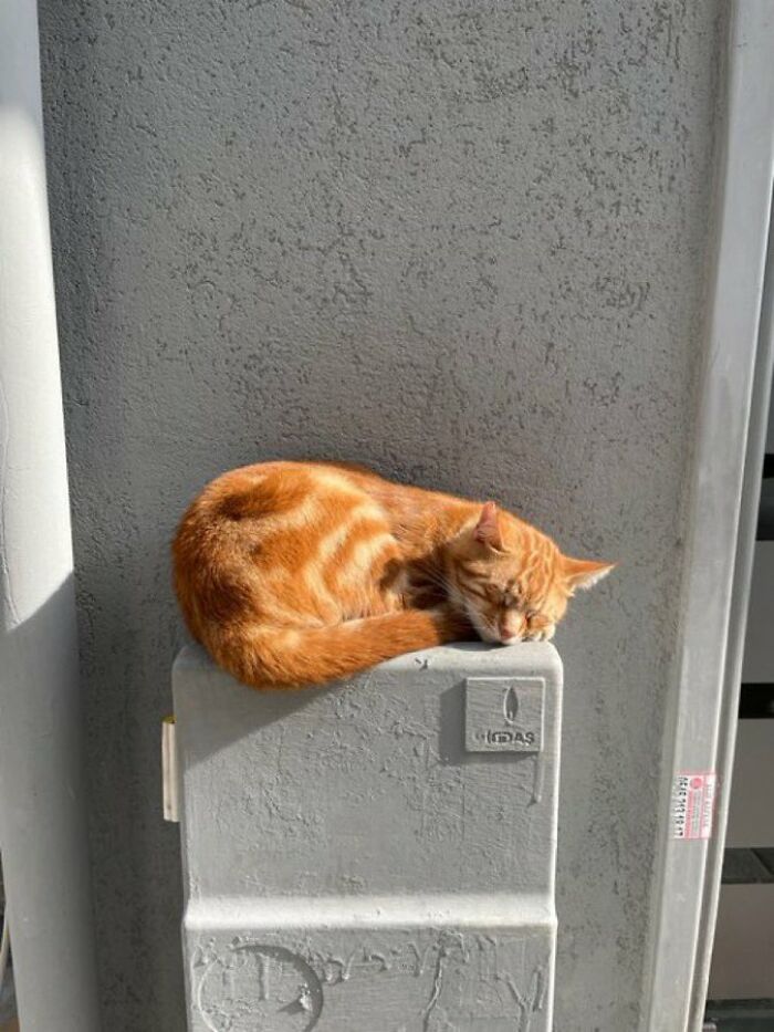 Ginger cat sleeping peacefully on a gray utility box, showcasing cute cats living their best lives in random shops.