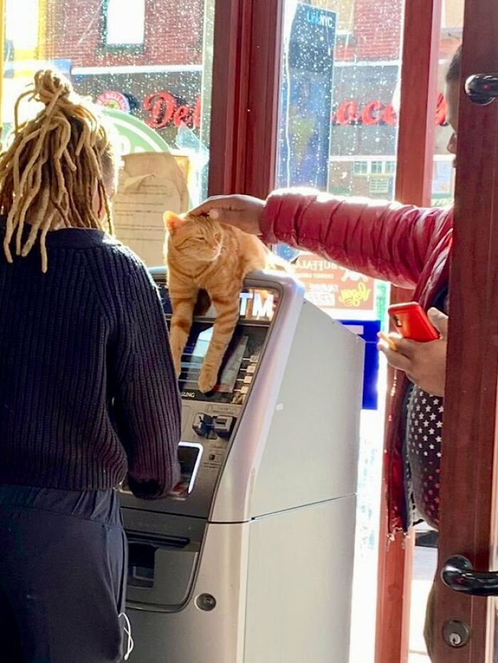 Orange cat lounging on an ATM machine while being petted by a customer inside a shop with a person using the machine nearby
