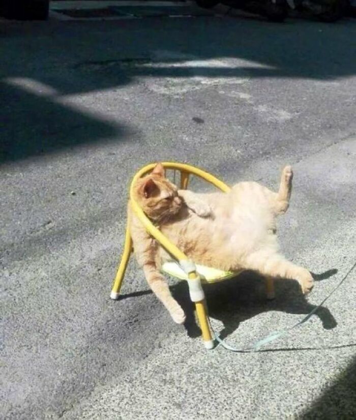 Orange cat lounging comfortably on a small yellow chair outdoors, showcasing cute cats living their best lives in random shops.