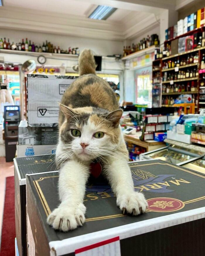 Calico cat stretching on a box inside a busy shop, showcasing cute cats spotted living their best lives.