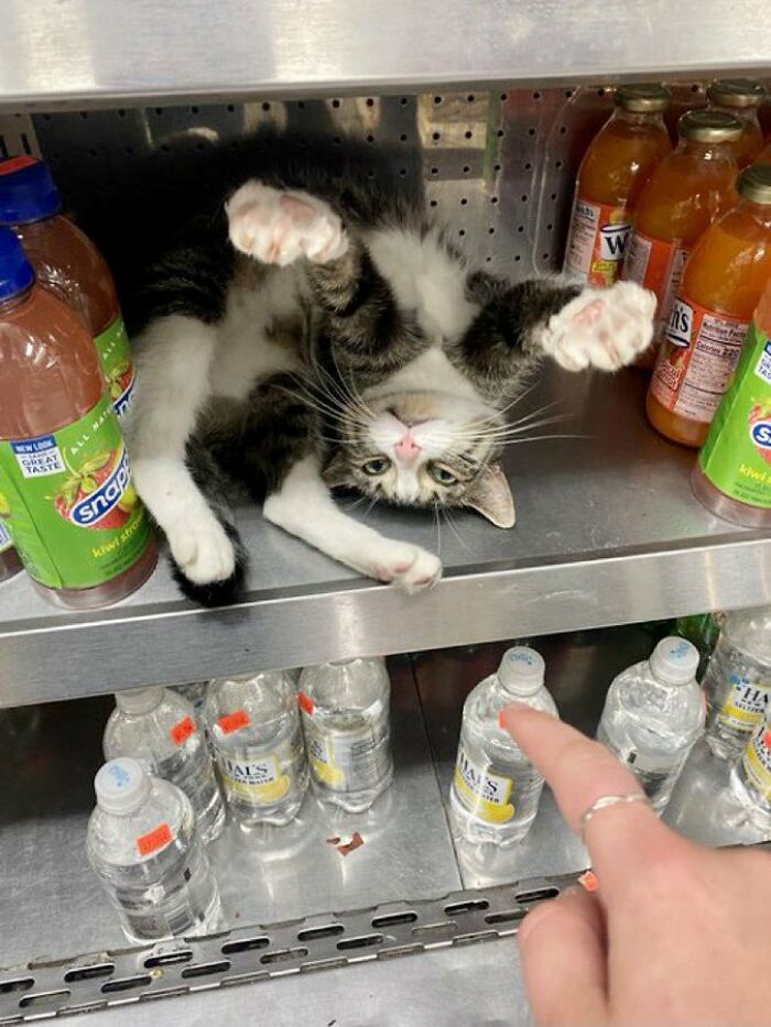 Cute cat lounging upside down on a store shelf between drinks, living its best life in a random shop setting.