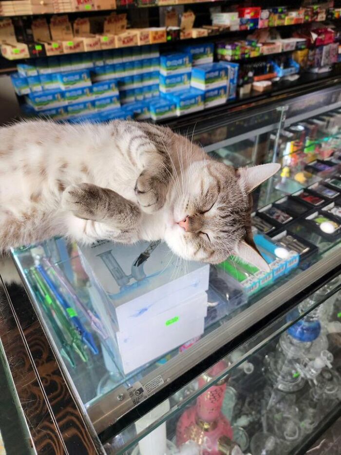 Cute cat lounging on a glass display case inside a shop, surrounded by various products and merchandise.