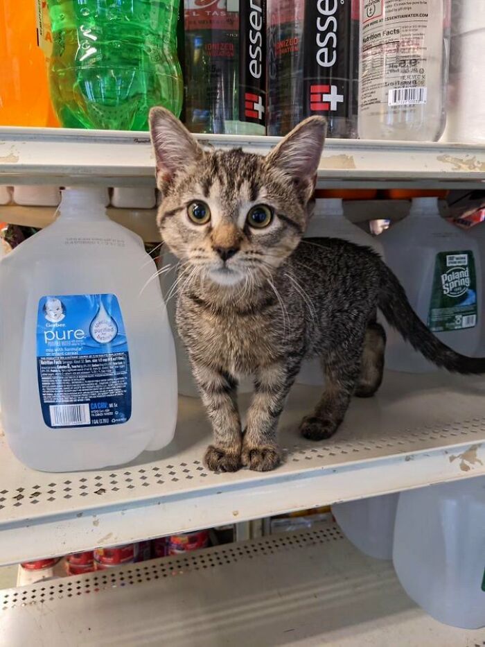 Tabby kitten standing on a store shelf among bottled water, showcasing cute cats living their best lives in random shops.
